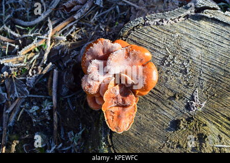 Orange Pilze auf einem Stich Stockfoto