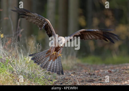 Schwarzmilan auf beuteflug Stockfoto