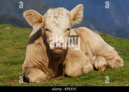 Rinder auf der Hochebene Paul da Serra Stockfoto