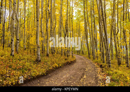 Herbst Aspen Grove - eine unasphaltierte Wanderweg, durch einen dichten Wald geschwungene, Herbst Aspen in Colorado Rockies. Stockfoto