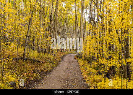 Golden Trail - ein trüber Herbsttag Ansicht einer unbefestigten Wanderweg durch einen Wald im Herbst golden Aspen, Colorado geschwungene, USA Stockfoto