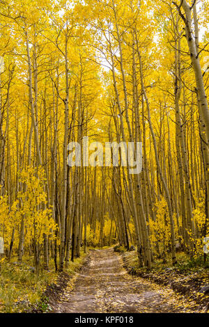 Herbst Aspen Trail - Vertikal - Die Sonne scheint auf einem unbefestigten Wanderweg durch einen dichten Wald im goldenen Herbst Aspen in Colorado, USA. Stockfoto