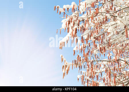 Morgen die Sonne strahlen und Feder Erwärmung auf palmkätzchen und Schnee Stockfoto