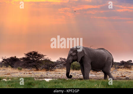Großen afrikanischen Elefanten im Etosha Stockfoto
