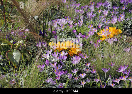 Gelbe und violette Krokusse im Frühlingsgarten Stockfoto