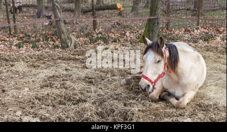 Ruhenden Pferd Stockfoto