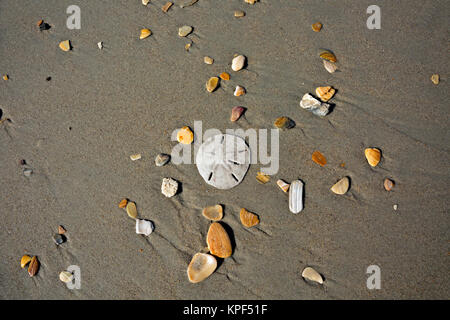 NC-01058-00... NORTH CAROLINA - Sand Dollar unter den farbigen Felsen, kaputte Muscheln und sogar ein Stück Koralle am Strand in der Nähe von Ocracoke Island Campgrou Stockfoto