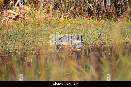 American alligator Alligator mississippiensis sonnen sich auf der Fred C. Babcock und Cecil M. Webb Wildlife Management Area in Punta Gorda, Florida Stockfoto