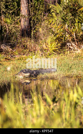 American alligator Alligator mississippiensis sonnen sich auf der Fred C. Babcock und Cecil M. Webb Wildlife Management Area in Punta Gorda, Florida Stockfoto