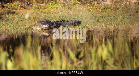 American alligator Alligator mississippiensis sonnen sich auf der Fred C. Babcock und Cecil M. Webb Wildlife Management Area in Punta Gorda, Florida Stockfoto