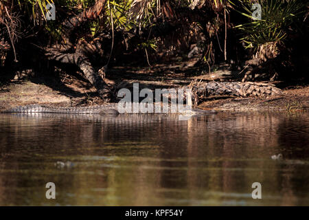 American alligator Alligator mississippiensis sonnen sich auf der Fred C. Babcock und Cecil M. Webb Wildlife Management Area in Punta Gorda, Florida Stockfoto