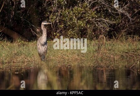 Great Blue Heron, Ardea Herodias, in freier Wildbahn, Nahrungssuche in einem Sumpf an der Fred C. Babcock und Cecil M. Webb Wildlife Management Area in Punta Gor Stockfoto