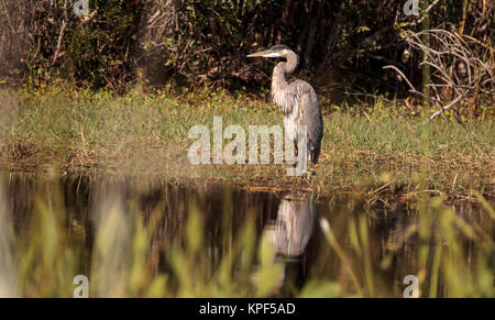 Great Blue Heron, Ardea Herodias, in freier Wildbahn, Nahrungssuche in einem Sumpf an der Fred C. Babcock und Cecil M. Webb Wildlife Management Area in Punta Gor Stockfoto