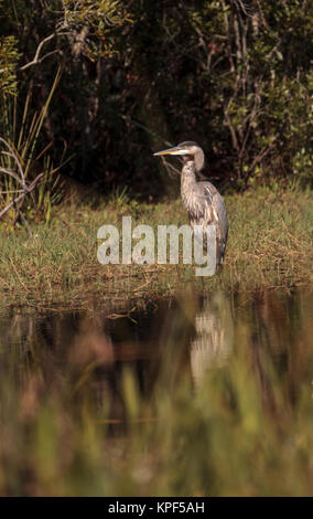 Great Blue Heron, Ardea Herodias, in freier Wildbahn, Nahrungssuche in einem Sumpf an der Fred C. Babcock und Cecil M. Webb Wildlife Management Area in Punta Gor Stockfoto