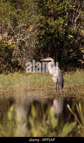 Great Blue Heron, Ardea Herodias, in freier Wildbahn, Nahrungssuche in einem Sumpf an der Fred C. Babcock und Cecil M. Webb Wildlife Management Area in Punta Gor Stockfoto