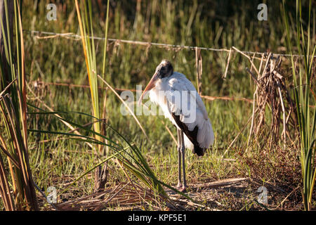 Holz Störche Mycteria americana im Fred C. Babcock und Cecil M. Webb Wildlife Management Area in Punta Gorda, Florida Stockfoto