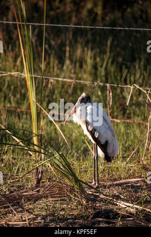 Holz Störche Mycteria americana im Fred C. Babcock und Cecil M. Webb Wildlife Management Area in Punta Gorda, Florida Stockfoto