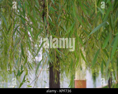 Olea europaea Leaf und Baum aus Riverside Garden in Tianjin City, Reisen in Tianjin, China, 19. Oktober, Jahr 2017 Stockfoto