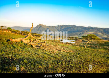 Drakensberge Landschaft bei Sonnenaufgang mit toten Baum im Vordergrund. Der Hintergrund zeigt eine Wasserstelle Stockfoto