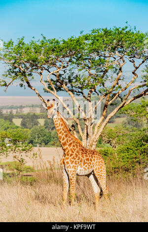 Schöne junge Giraffe steht vor einem Akazie in der Drakensberge Südafrika Stockfoto