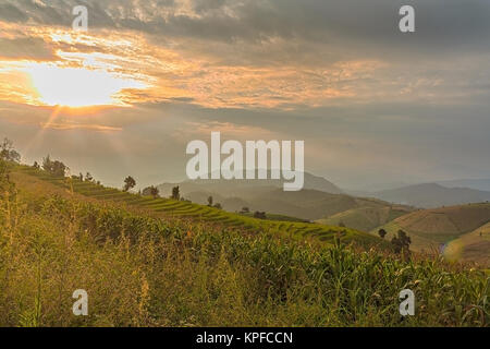 Mais und Reis Sämling auf der Terrasse Reisfelder bei Sonnenuntergang mit Sun und Sun ghost Stockfoto