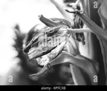 Schönheit trockene Tulip fade wie Symbol der Zeit in Schwarz und Weiß Stockfoto