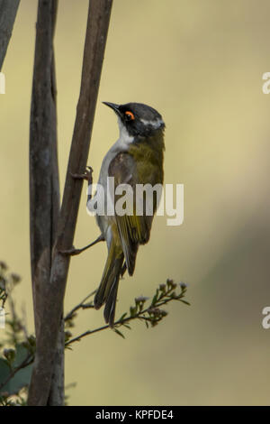 Weiß-naped Honeyeater, Melithreptus lunatus im Jumping Creek finden Stockfoto