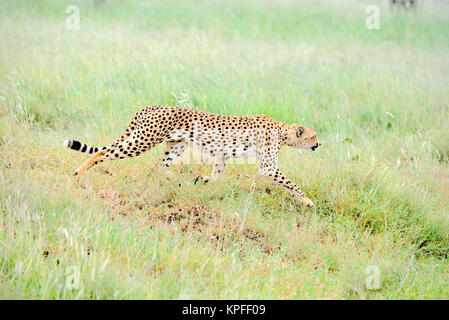 Wildlife Sightseeing in einer der Tierwelt Reiseziele auf earht - Serengeti, Tansania. Männliche Geparden auf der Flucht. Stockfoto