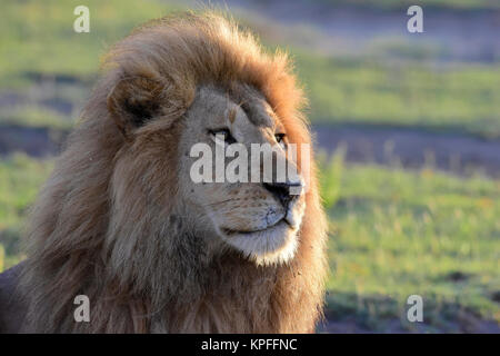 Wildlife Sightseeing in einer der Tierwelt Reiseziele auf earht - Serengeti, Tansania. starrte Mähnenlöwen. Stockfoto