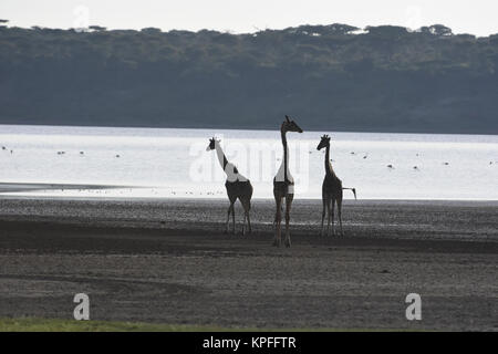 Wildlife Sightseeing in einer der Tierwelt Reiseziele auf der Erde, der Serengeti, Tansania. Giraffe Silhouette in der ndutu. Stockfoto