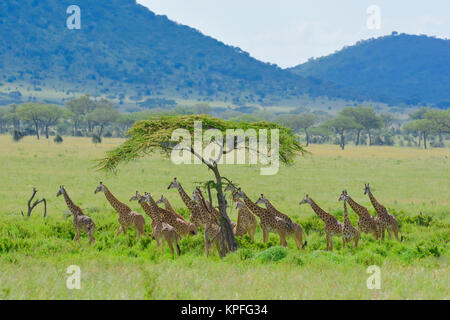 Wildlife Sightseeing in einer der Tierwelt Reiseziele auf earht - Serengeti, Tansania. Große Herde von Giraffe. Stockfoto