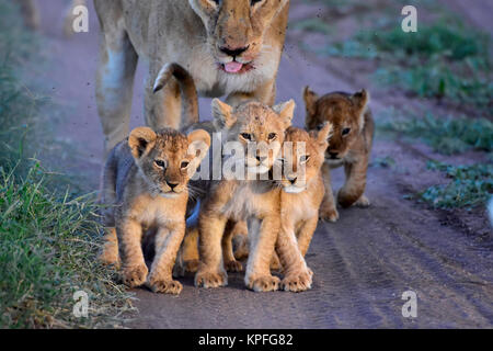 Wildlife Sightseeing in einer der Tierwelt Reiseziele auf earht - Serengeti, Tansania. Löwin mit 5 kleinen Jungen Stockfoto