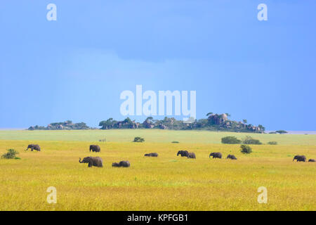 Wildlife Sightseeing in einer der Tierwelt Reiseziele auf earht - Serengeti, Tansania. Herde von Elefanten auf Ebenen mit Felsvorsprung. Stockfoto