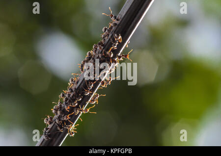 Eine Gruppe von schwarzen Ameise auf einem Kommunikationskabel gesammelt. Stockfoto