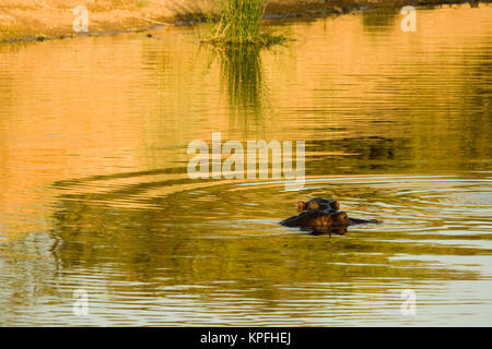 Flusspferd (Hippopotamus amphibius) Schlafen in einem goldenen Sonnenuntergang Stockfoto