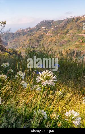 Levada Wanderweg vorbei an Bergdörfern mit Terrassen Felder im Osten Madeira - levada dos Tornos camacha mit typischen Blumen Agapanthus - Aeonium. Stockfoto