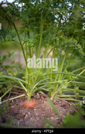 Gesunde Ernährung reif Karotten im Gemüsegarten in der Natur im Garten wächst, Bio Gemüse Stockfoto