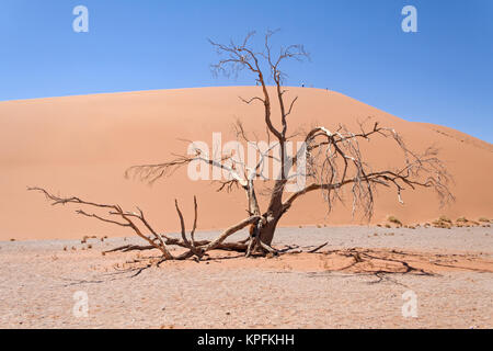 tote Bäume gegen die roten Dünen im Sossusvlei, Namibia Stockfoto