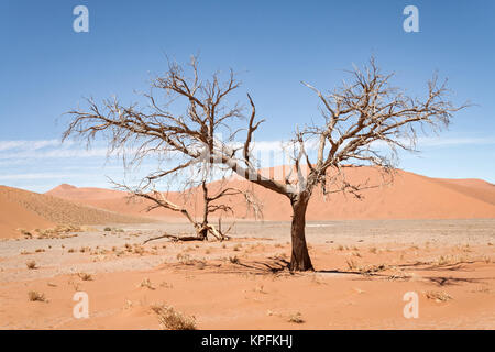 tote Bäume gegen die roten Dünen im Sossusvlei, Namibia Stockfoto