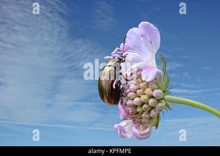 Regenbogenblattkäfer (Chrysolina cerealis) auf Taubenskabiose (Scabiosa columbaria) Stockfoto