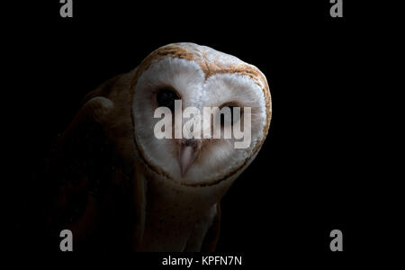 gemeinsamen Schleiereule (Tyto Albahead) Nahaufnahme Stockfoto