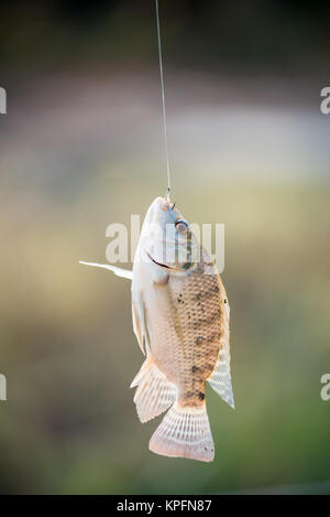 Nil tilapia Fische hängen an Haken Stockfoto