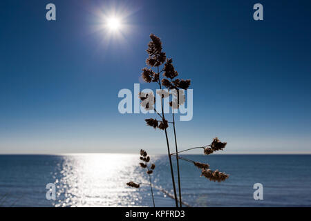 Gräser am Strand der Ostsee im Gegenlicht der Sonne Stockfoto