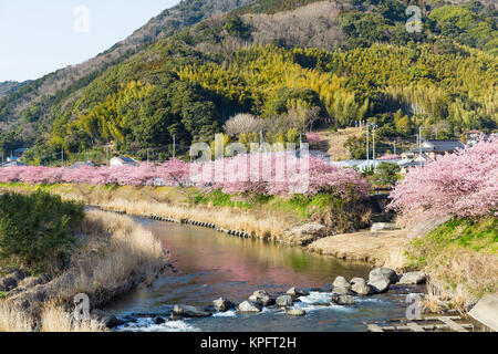 Sakura in kawazu Stadt Stockfoto