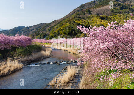 Sakura in kawazu Stadt Stockfoto