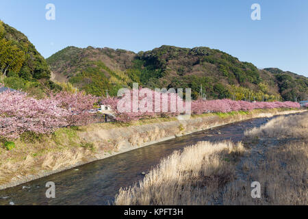 Kirschblüte in kawazu Stockfoto