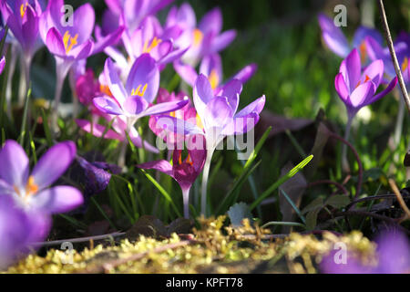 Erste Boten des Frühlings Stockfoto