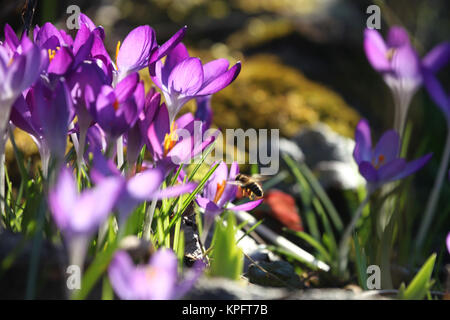 Erste Boten des Frühlings Stockfoto