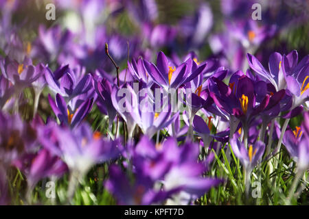 Erste Boten des Frühlings Stockfoto