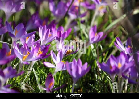 Erste Boten des Frühlings Stockfoto
